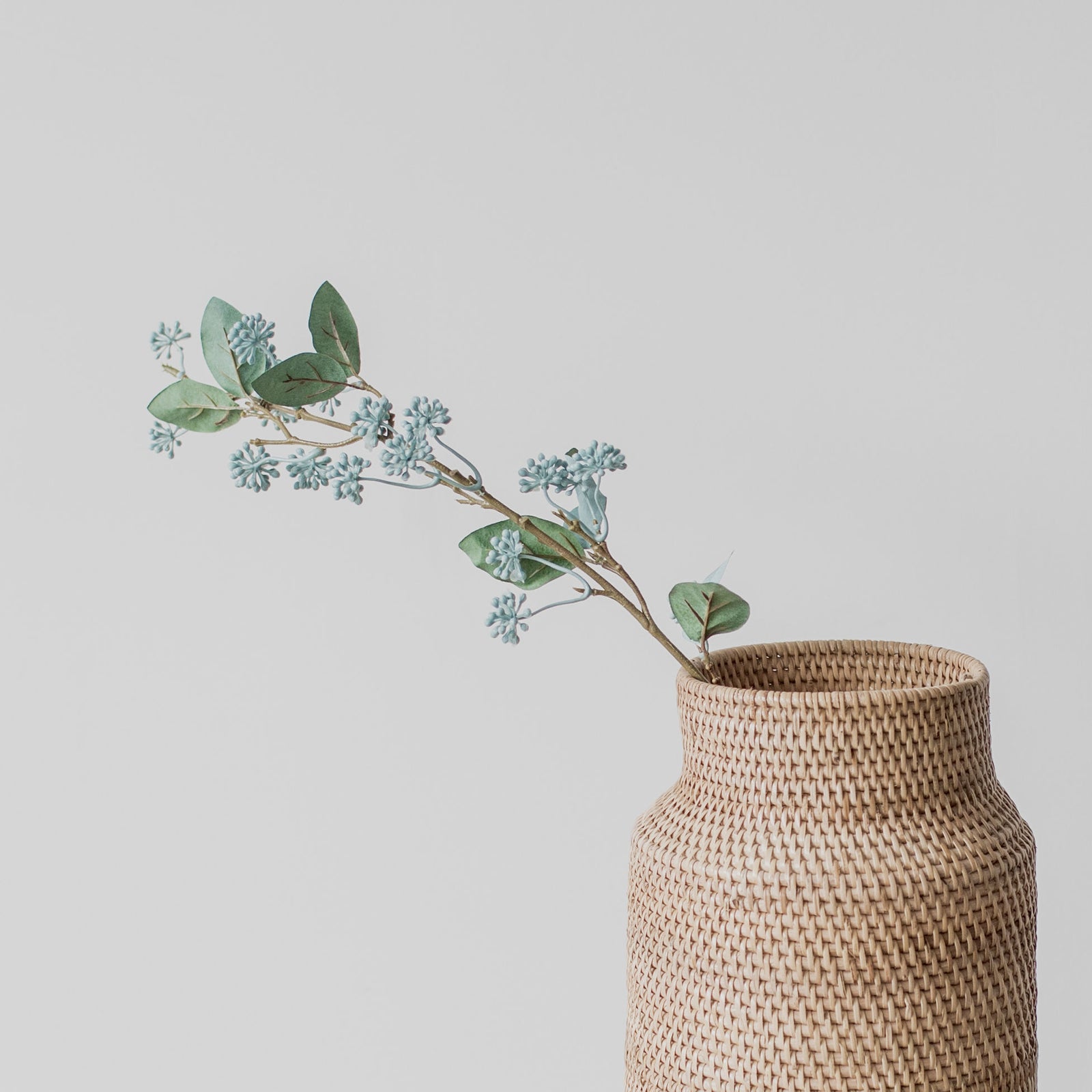 Flowering Eucalyptus Stem